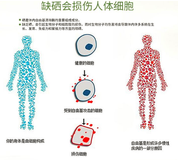 硒是什么东西？为什么可以提高免疫力？_腾讯新闻