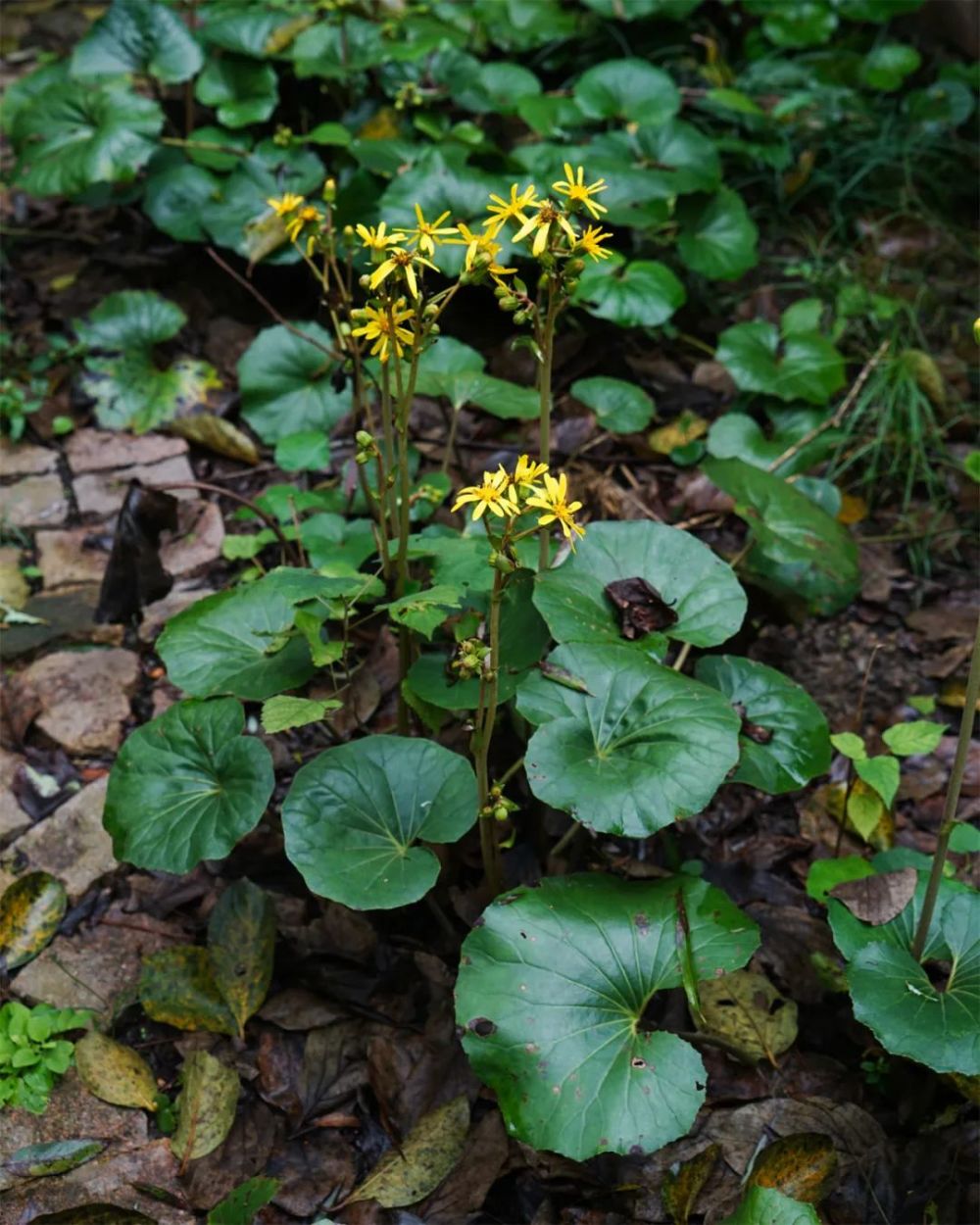 大吴风草|林荫下的金地毯_腾讯新闻