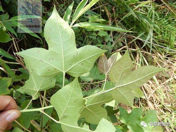 中药材:路路通_腾讯新闻