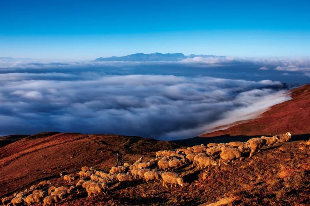 你好61昭通|云上草原 浪漫马楠_腾讯新闻