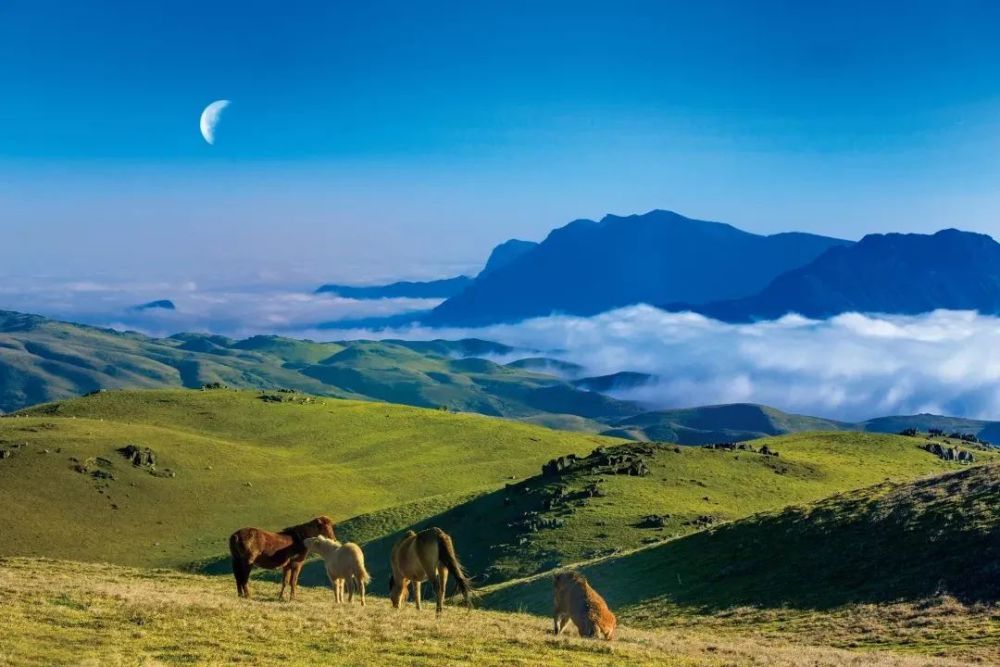 你好61昭通|云上草原 浪漫马楠_腾讯新闻