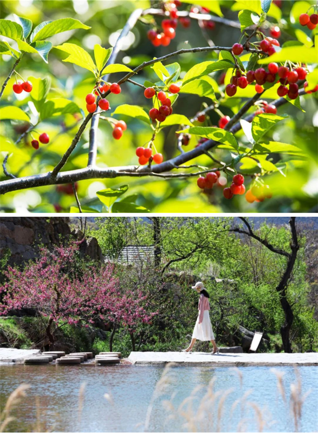 创新推出了乡村好时节·昆嵛山樱桃节定向券活动,发放了数万张大,小