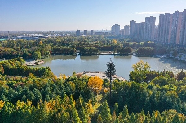 11月4日,江苏省宿迁市泗阳县生态湿地公园景色宜人,色彩斑斓的树木将