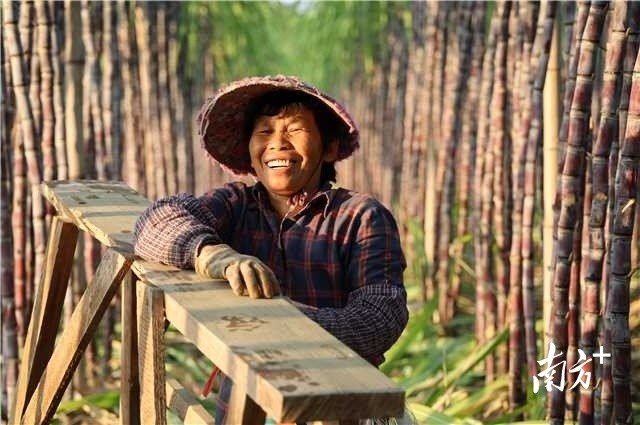 图集丨“蔗”里真甜！横石水1.5万亩甘蔗成熟了_腾讯新闻