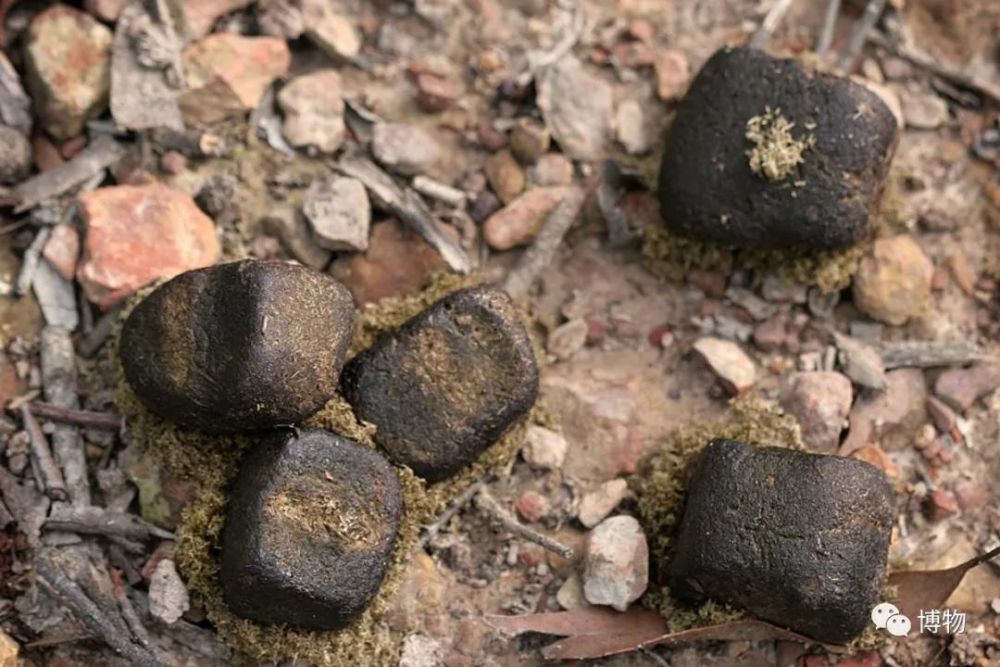 听说一半树懒都在拉粑粑时去世了?_腾讯新闻