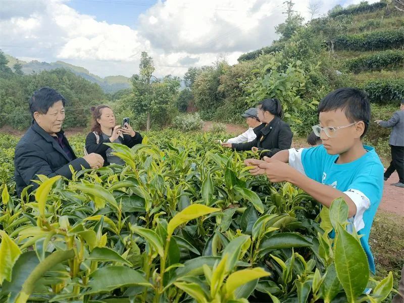 據瞭解,太和甜茶傳習所位於鎮沅縣振太鎮文興村,所屬區域擁有兩千多畝