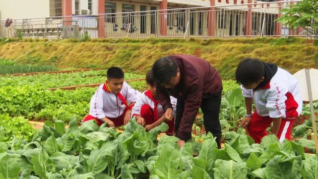 连州西城小学这节劳动课太赞啦!