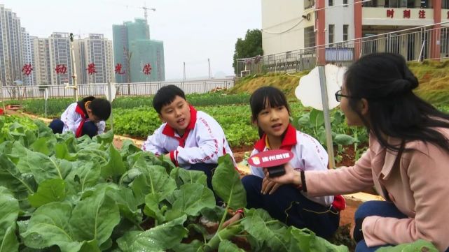 连州西城小学这节劳动课太赞啦!