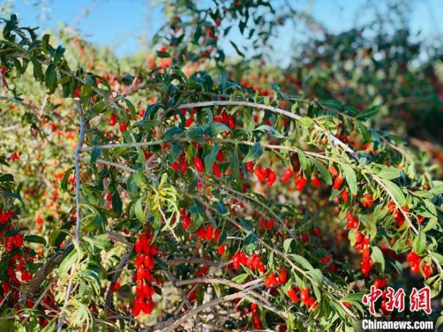 中国最大有机枸杞种植地多措推动枸杞产业高质量发展_腾讯新闻