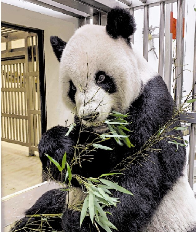 赠台大熊猫"团团"身体状况好转_腾讯新闻