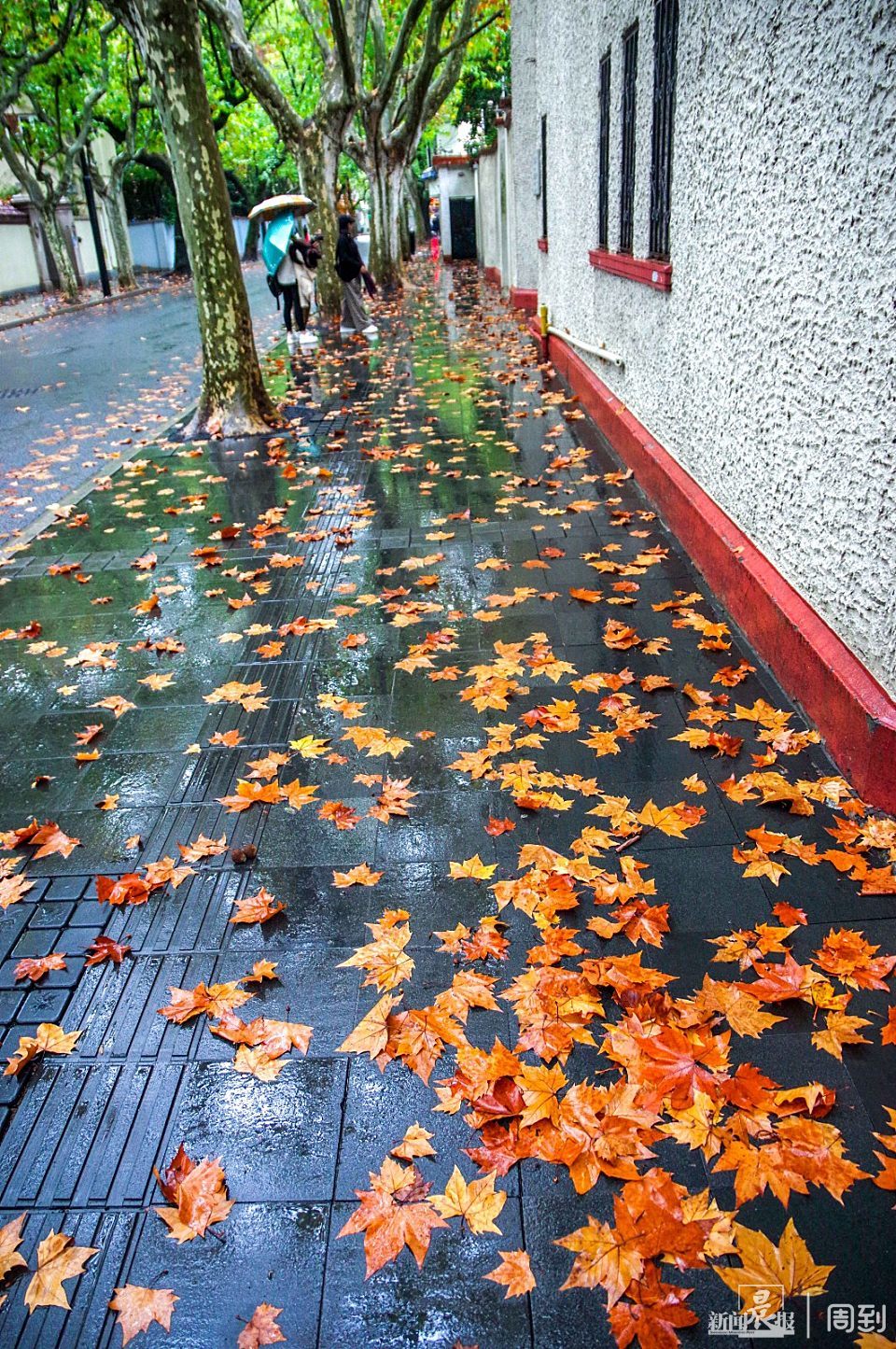 秋风秋雨落叶图片图片