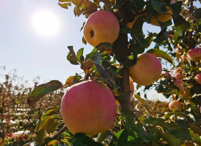 一斤20元,这里的苹果真甜!