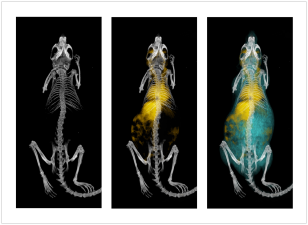 小动物活体能谱显微ct获中国体视学学会科技进步一等奖_腾讯新闻