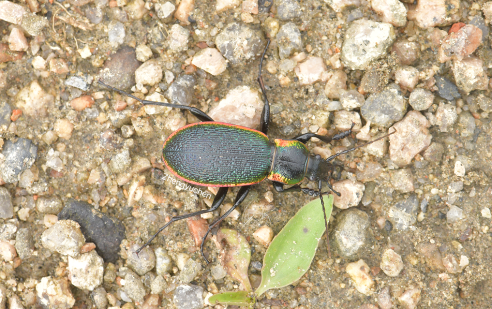 维金步甲 carabus vietinghoffi,体中型,前胸背板宽