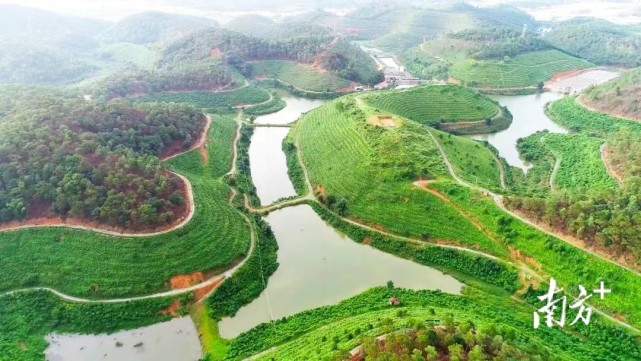南方日报报道|云浮推进全域创森,筑牢粤北生态屏障