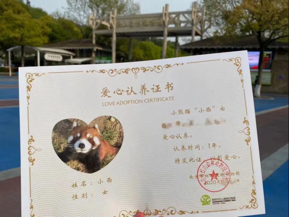 我在红山动物园，有一只小熊猫女儿深圳宝安企鹅家族英语