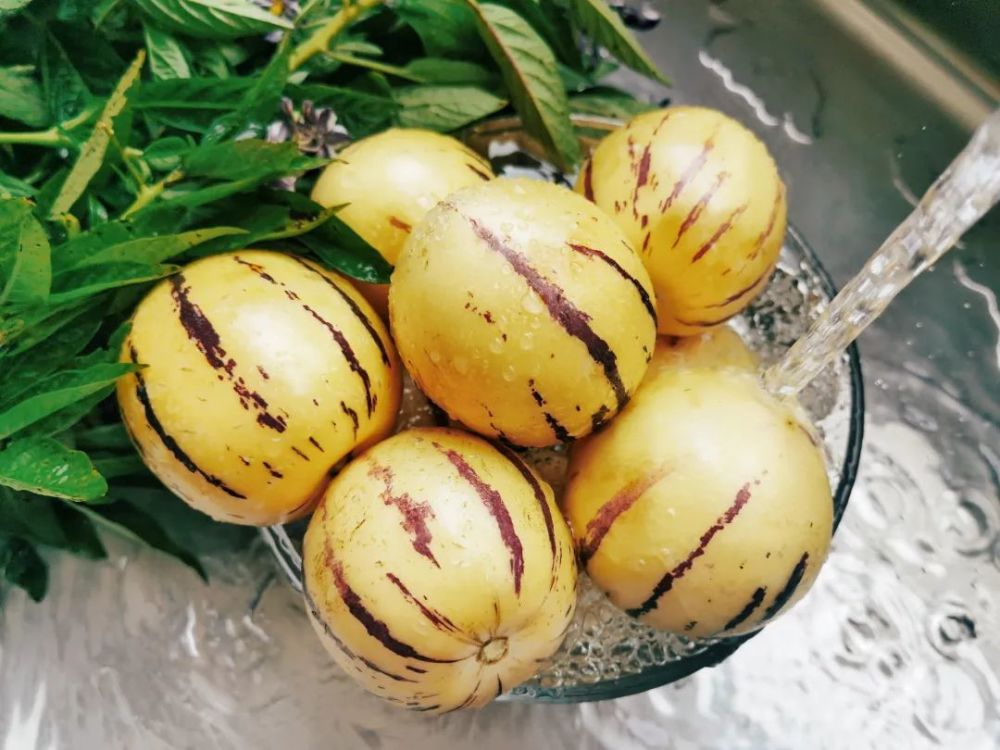 弥勒60亩人参果急找老板收购