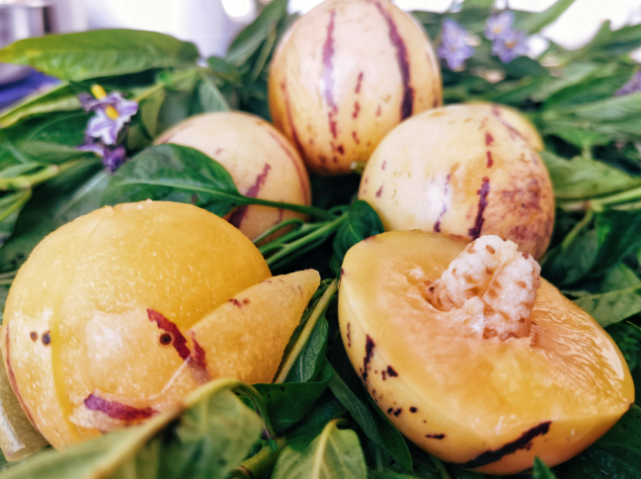 弥勒60亩人参果!急找老板收购