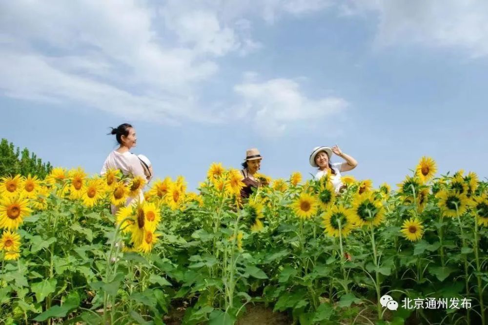 给力！邮储银行通州支行助力副中心乡村振兴！做了这些事——带磁不锈钢对人的危害