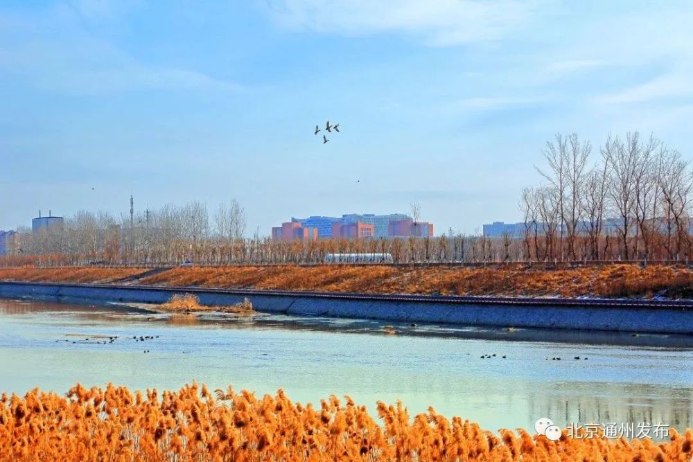 通州这条河段入围“北京优美河湖”！快为它投上您宝贵一票——众荟林小俊
