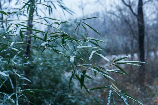 冬竹美诗五首清赏：袅袅孤生竹，独立山中雪_腾讯新闻