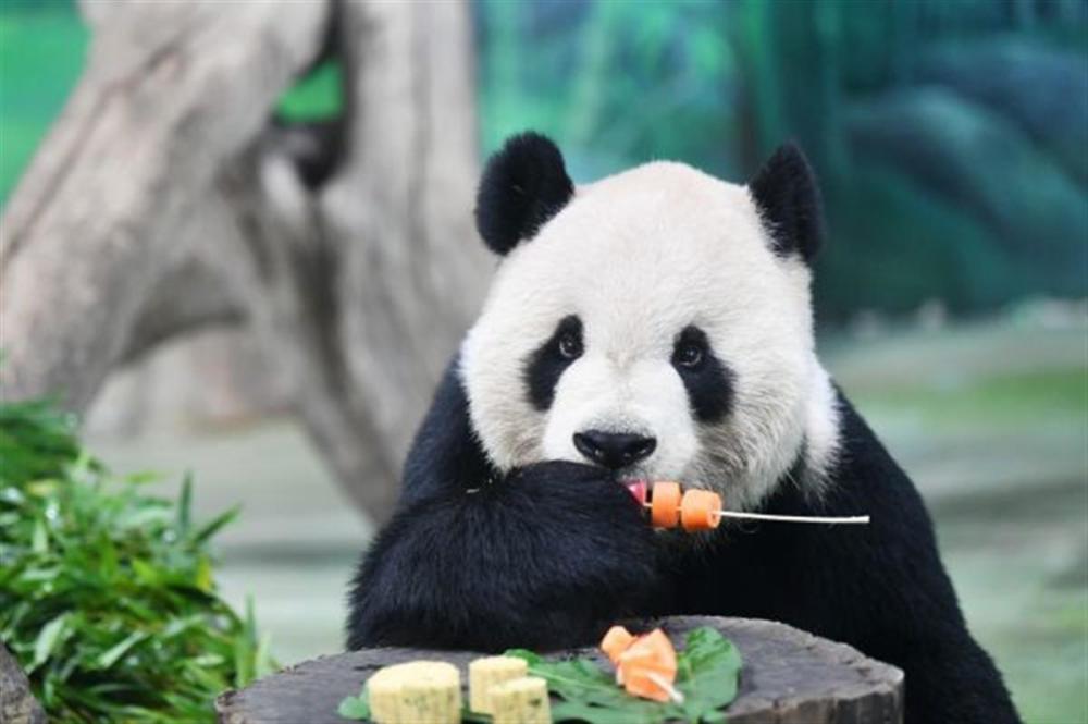 大陆赠台大熊猫团团癫痫发作去世，动物园称其遗体将作为标本保留哪个正国级领导退休了
