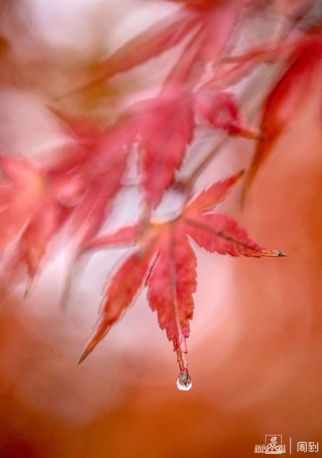 枫叶上的雨滴唯美图片图片