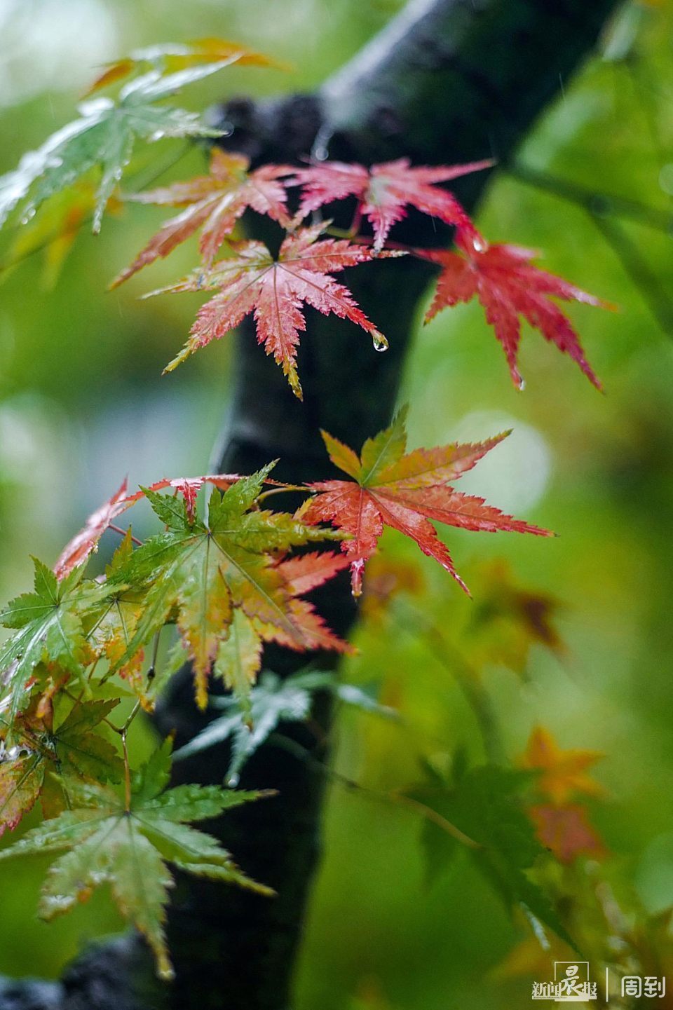 就这几招,拍好秋雨色彩,让你的照片在朋友圈得到更多的点赞|晨镜头