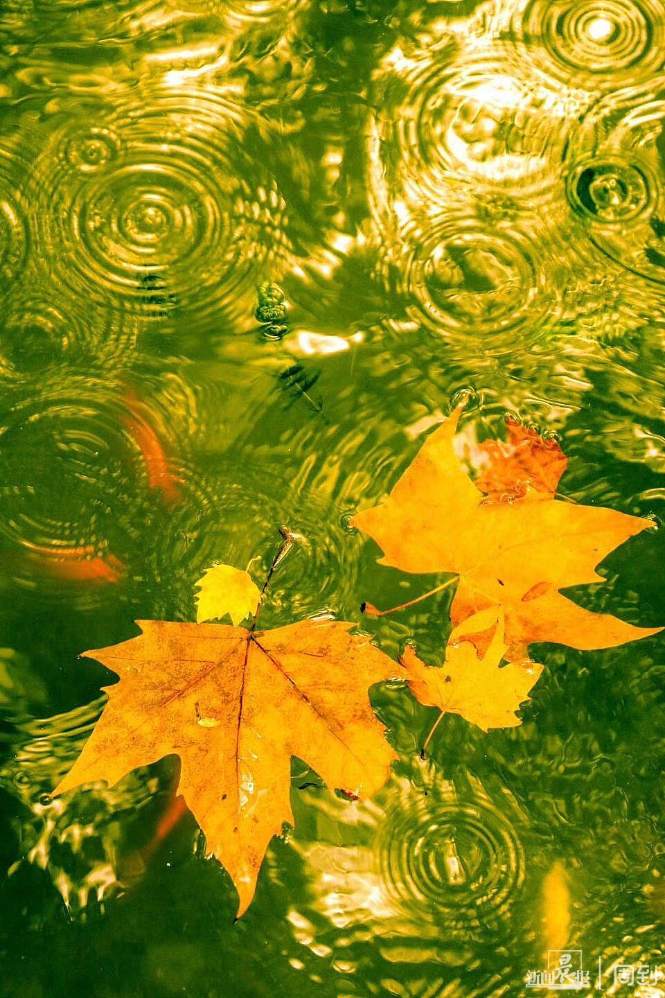 就这几招,拍好秋雨色彩,让你的照片在朋友圈得到更多的点赞|晨镜头