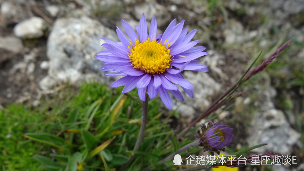 11月日星座运势 触底反弹 蓄势待发 心想事成的四大星座 腾讯新闻