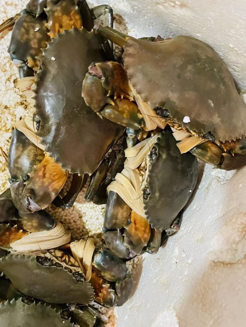 野生大红鲟生猛海味膏香肉甜东山岛海鲜大膏蟹