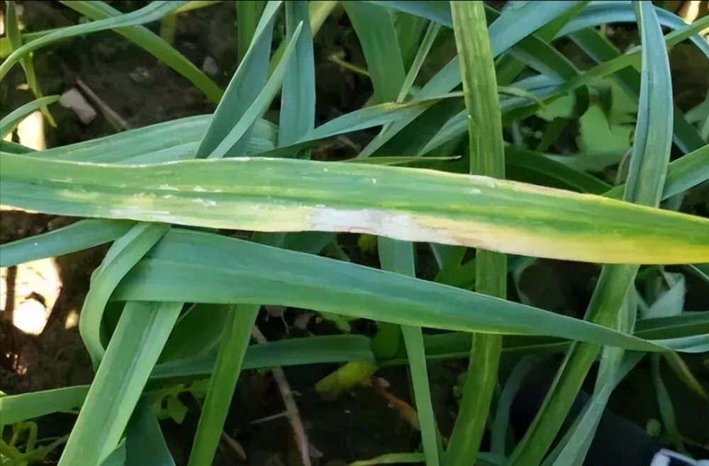 和质量都会造成明显影响下面我就详细介绍下大蒜锈病的发病及防治方法