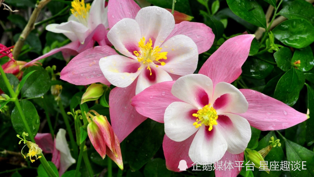 11月22日星座运势 深谋远虑 能屈能伸 谋有所成的四大星座 腾讯新闻