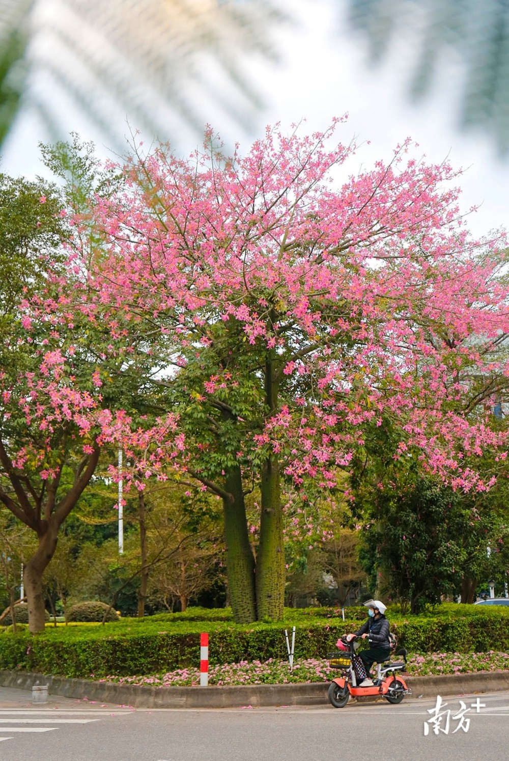 多棵异木棉迎来了花期,满树粉红色让不少路人驻足观赏;在中山树木园