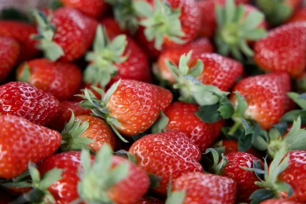 富氢水灌溉草莓获丰收口感产量双提升