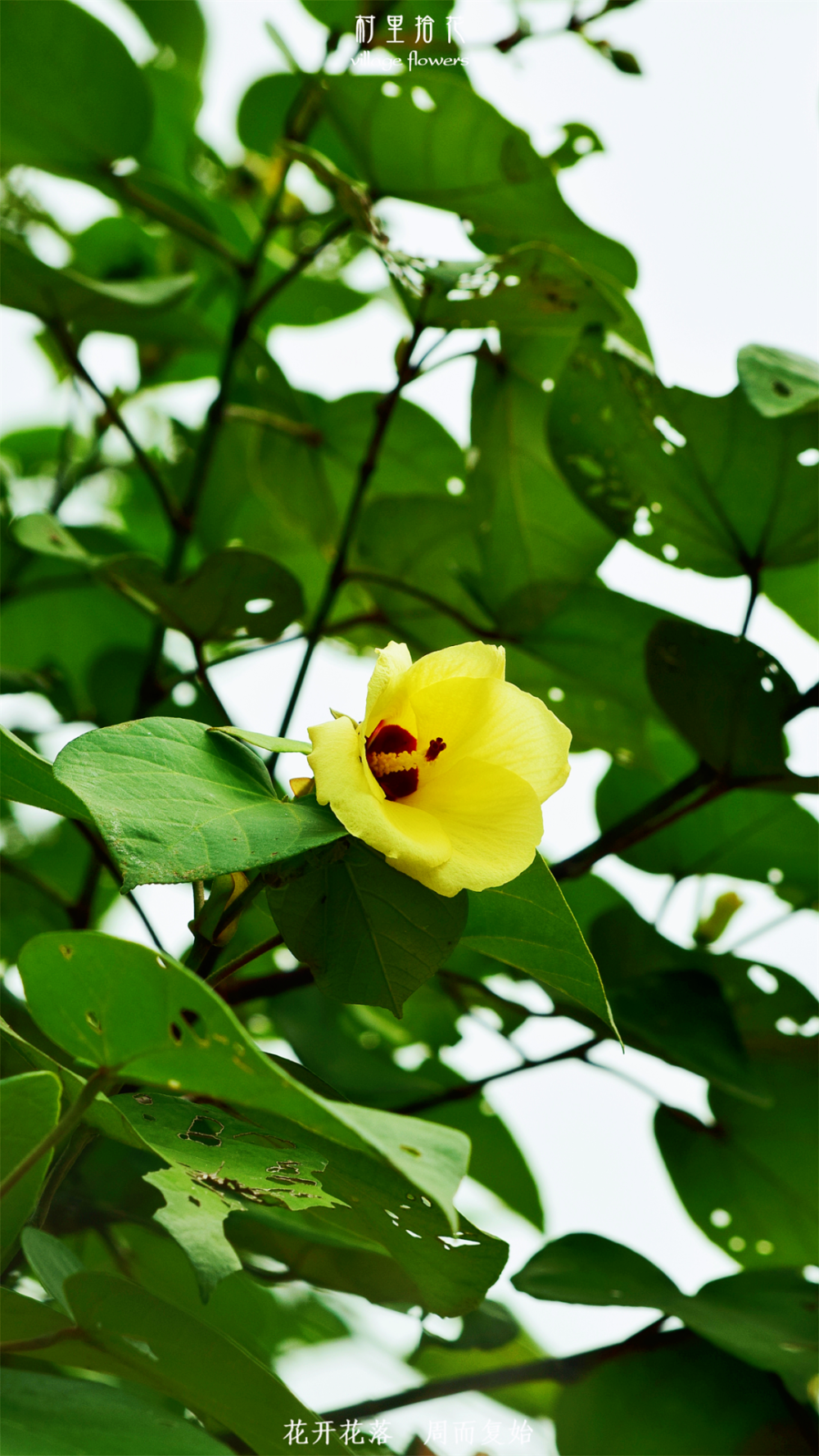 比如正常花期在6-8月的黄槿,现在已经11月了,远远地遥望枝头,还能看到