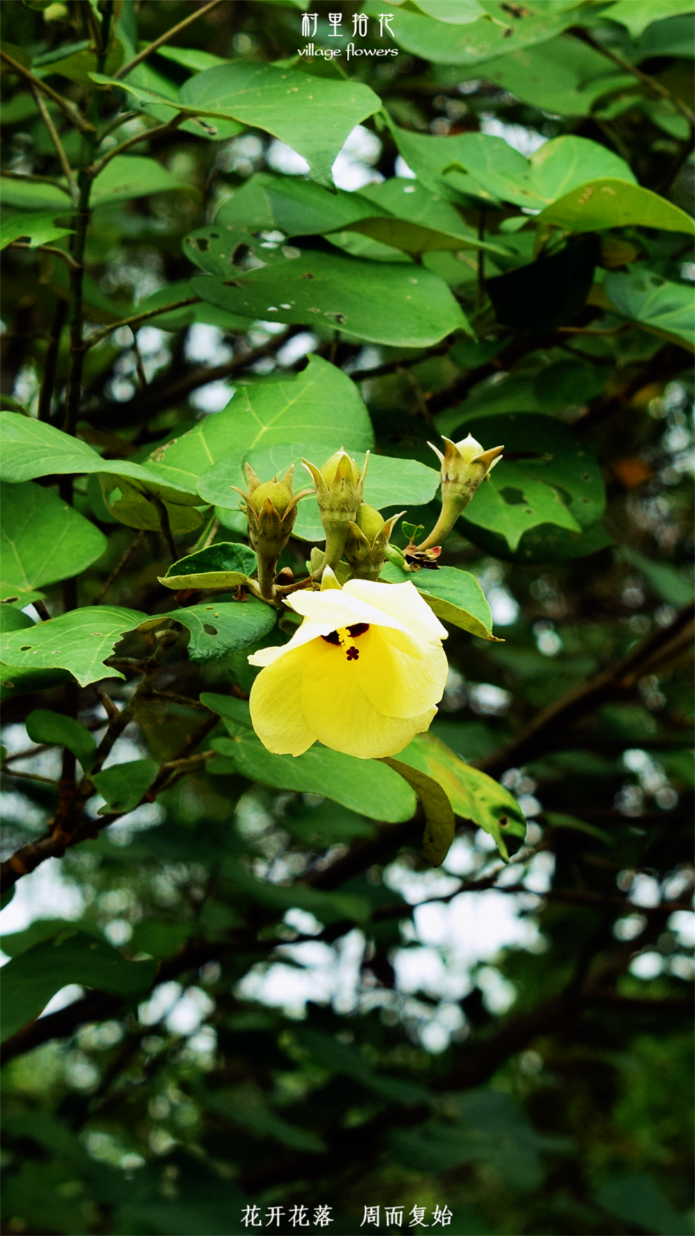 "黄槿"黄蝶舞绿枝,花落色愈浓.