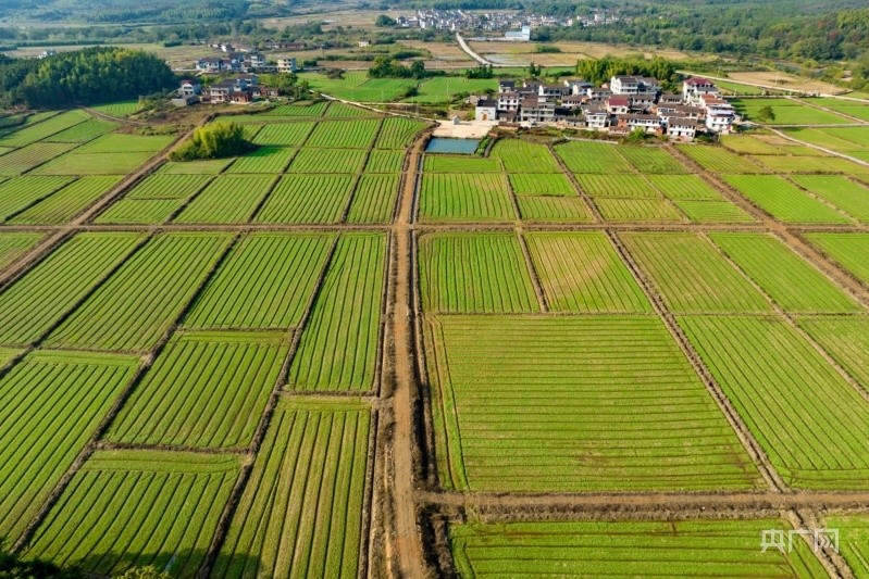 【航拍贛鄱】冬種油菜熱情高 萬畝田地綠意濃_騰訊新聞