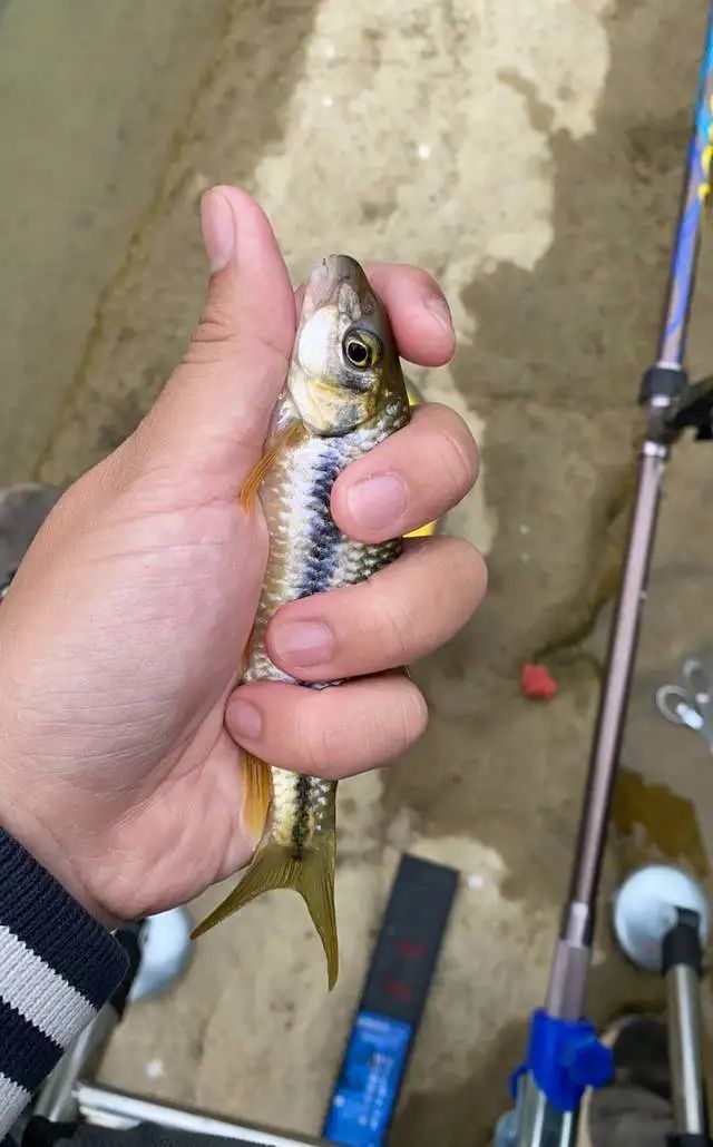 冬季野釣小魚攻略個頭不大但美味饞哭隔壁小孩