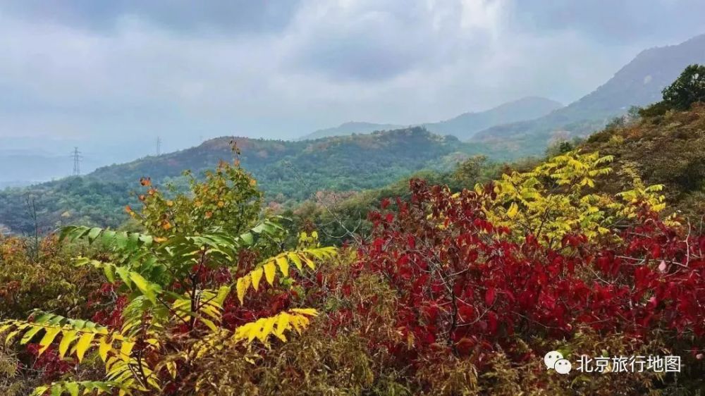 种花十几年，转型“园艺师”，怀柔这村人人都有好手艺宁波知慧学术英语怎么样