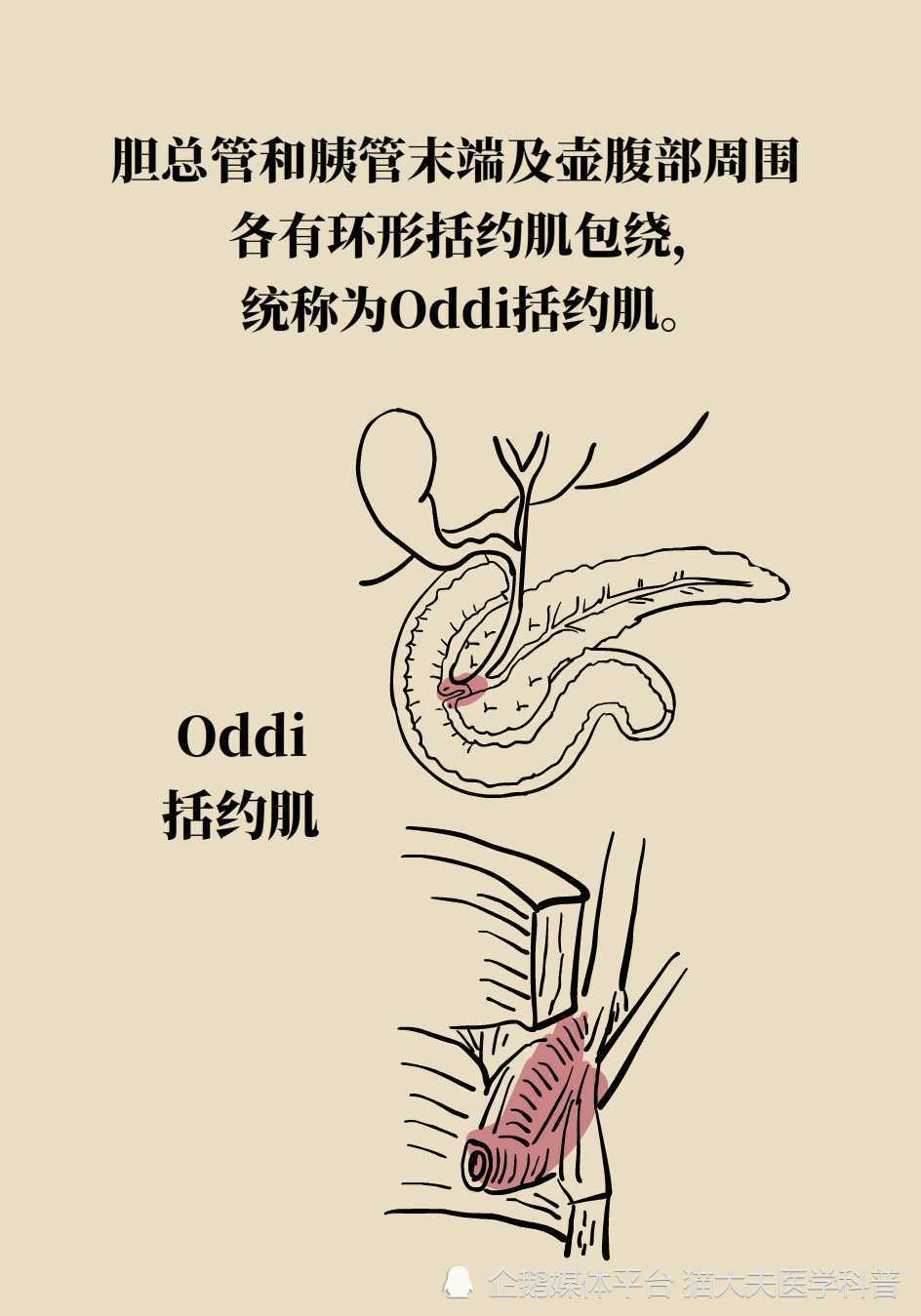 什么是oddi括约肌为什么医生越来越重视oddi括约肌功能的保护