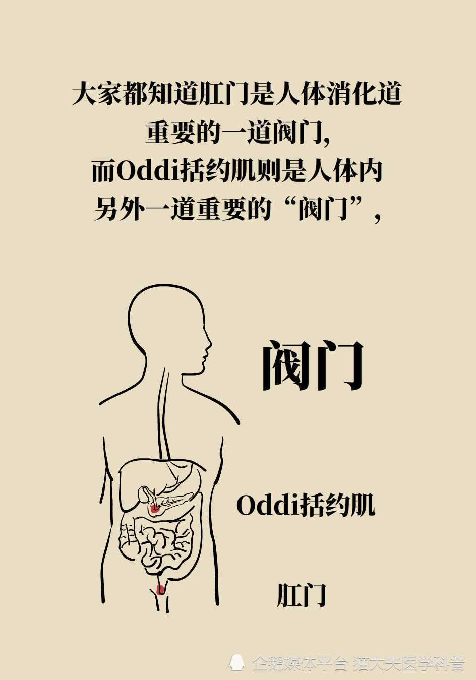 什么是oddi括约肌为什么医生越来越重视oddi括约肌功能的保护