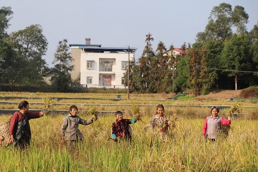 泸州泸县玄滩镇新山村稻谷香来丰收忙