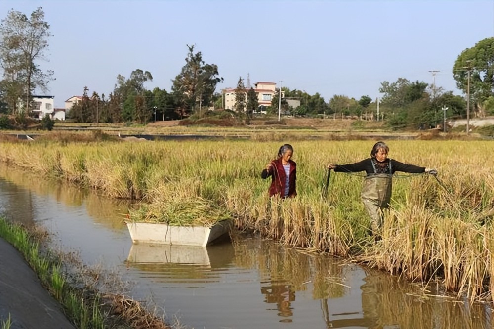 泸州泸县玄滩镇新山村稻谷香来丰收忙