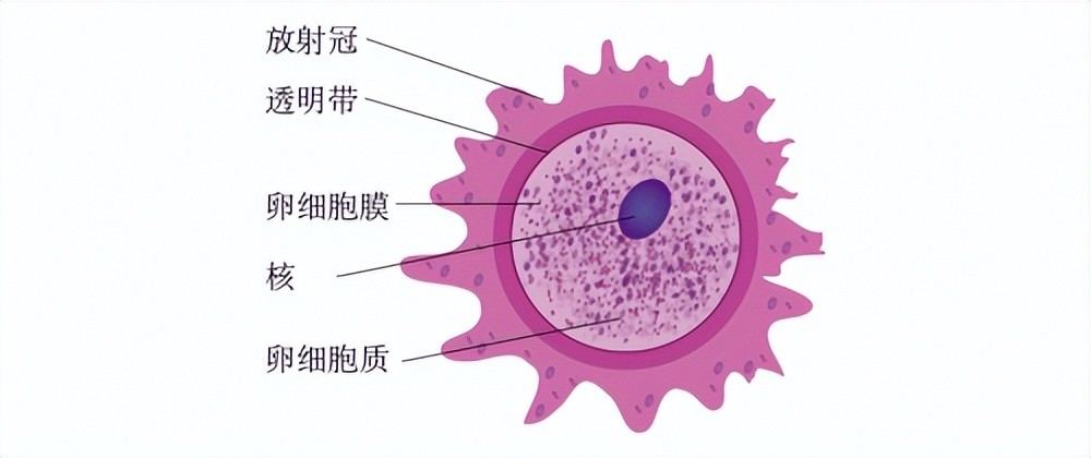 胚胎盤: 胚発生における胚の発達段階 – ONPF