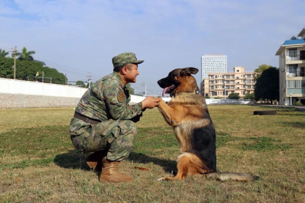 士兵和军犬背景图片图片