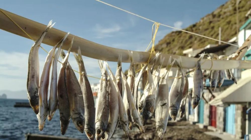 会开始晒鱼干,储存干粮乌鱼群会在小雪前后来到台湾海峡,另外还有旗鱼