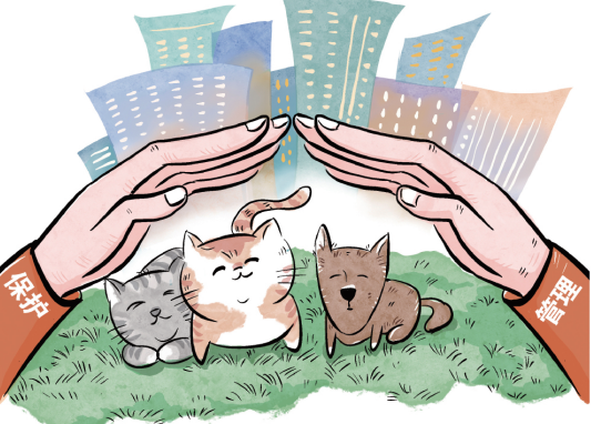 小区流浪猫乱叫伤人被捕杀,流浪猫狗数量激增该如何处置?