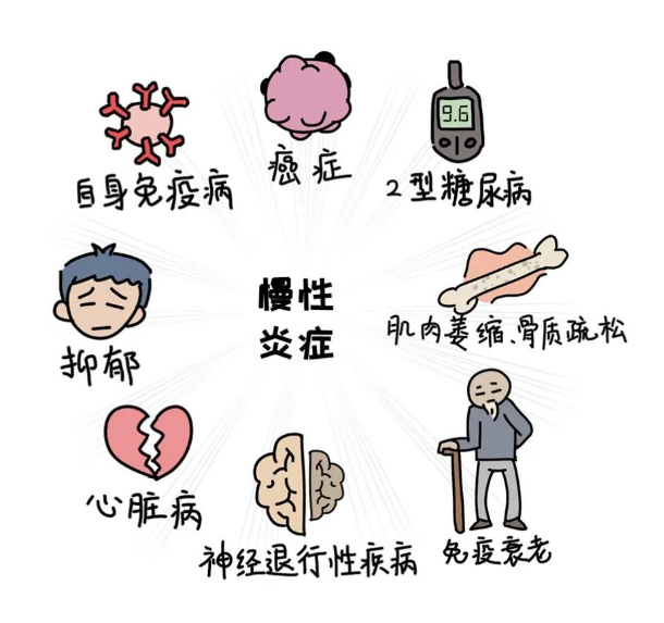 慢性低度炎症是机体在特定免疫原的长期,低剂量刺激下,呈现的非特异性