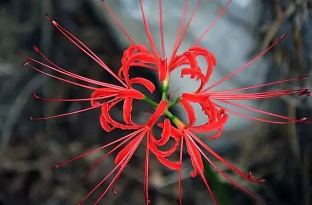 這幾種花家裡不能養你知道嗎花旺人不旺快來了解一下